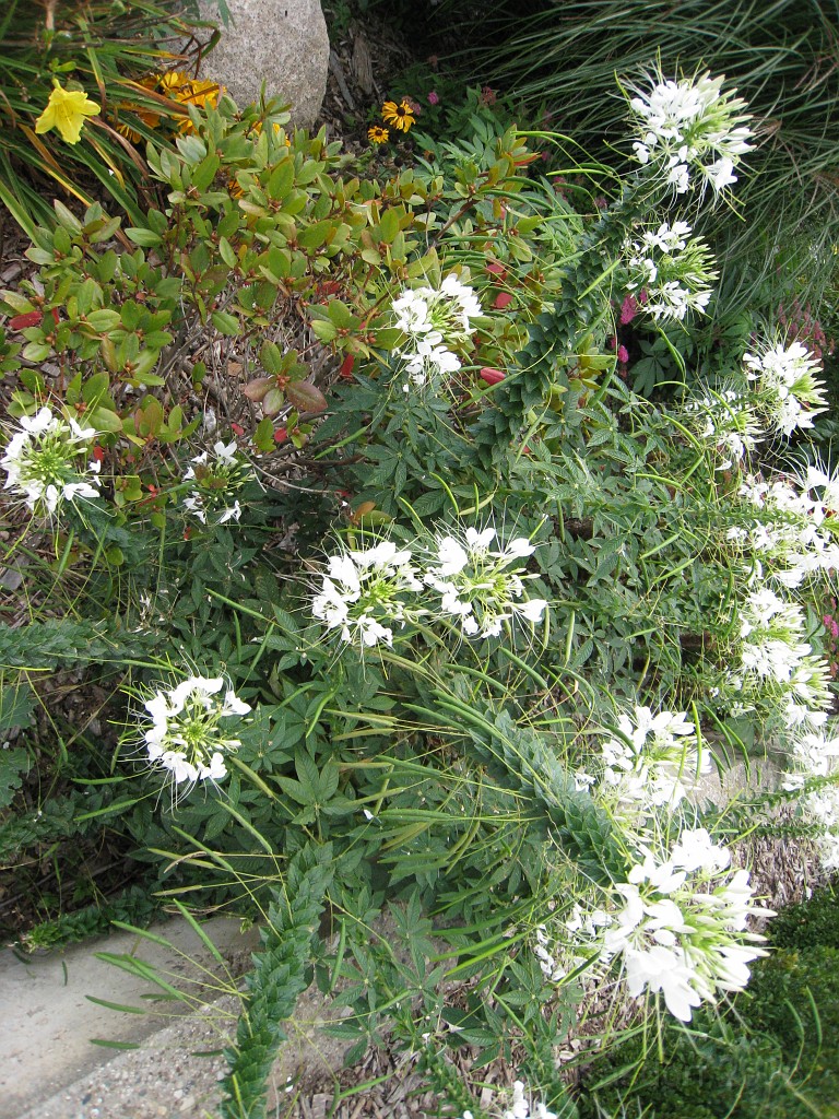 Michigans West Coast 2009 2090.jpg - Labor Day 2009. A trip along Michigans west coast to see beachs, art and buffets.